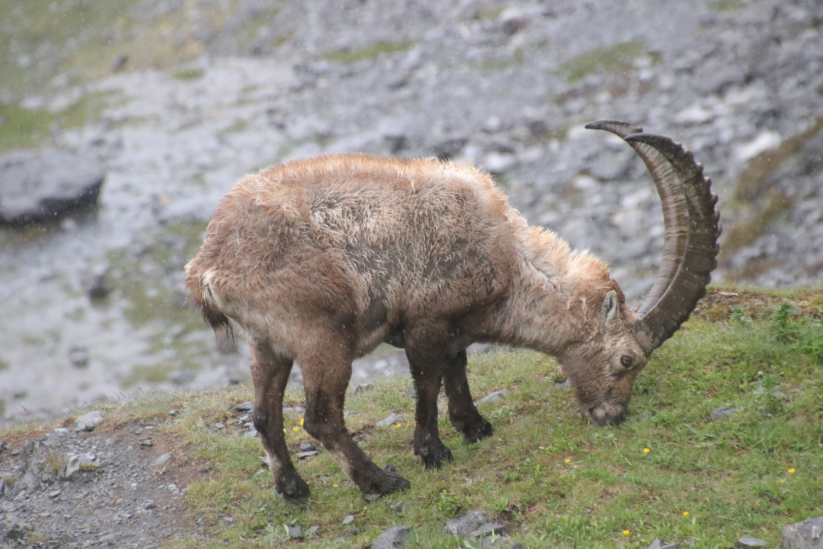 Steinbock Juni 2020