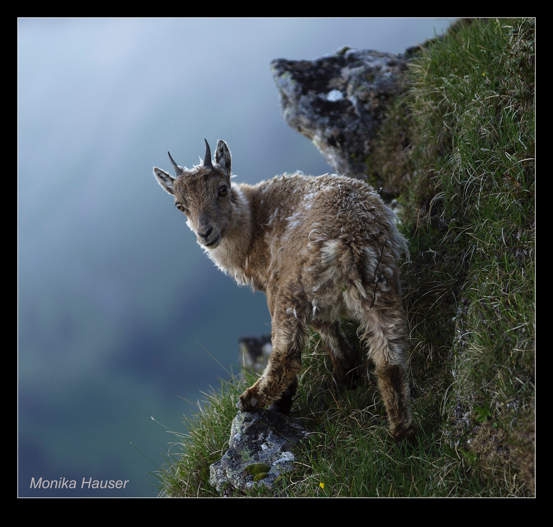 Steinbock Kind