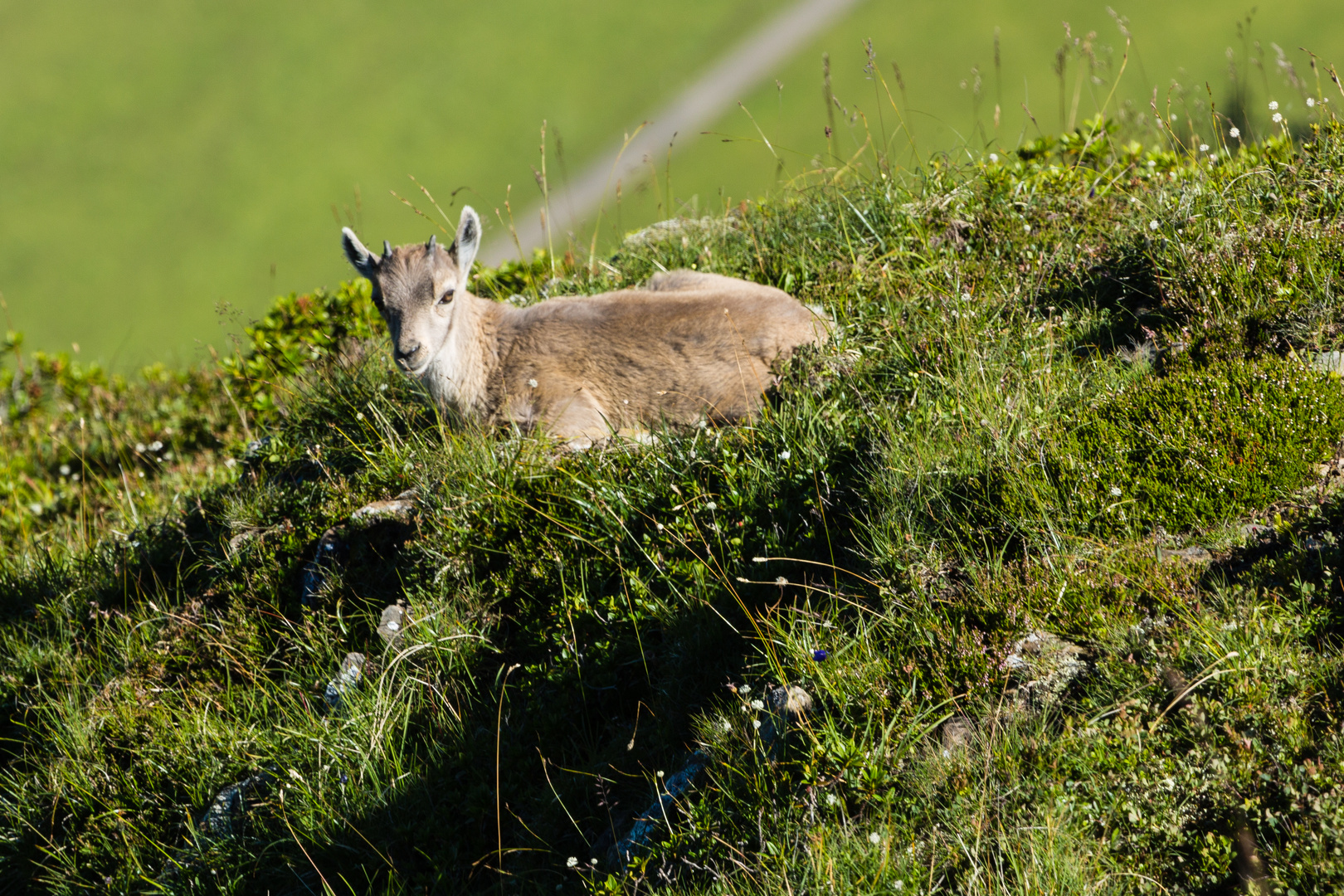 Steinbock-Kitz