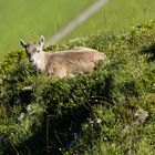 Steinbock-Kitz