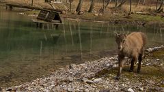 Steinbock Kitz