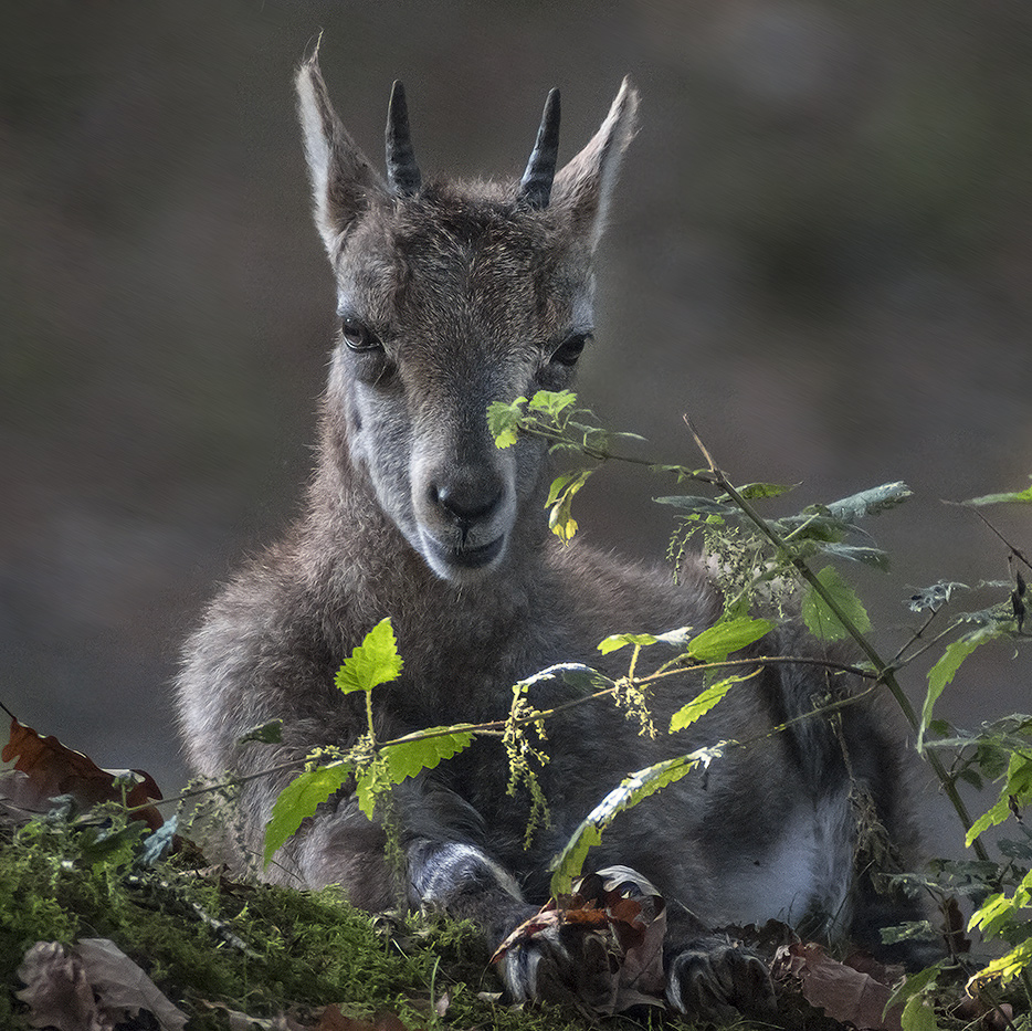 STEINBOCK-.KITZ