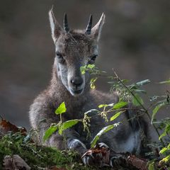 STEINBOCK-.KITZ