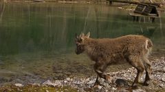 Steinbock Kitz geht zum Wasser