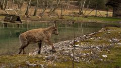 Steinbock Kitz kommt vom Wasser