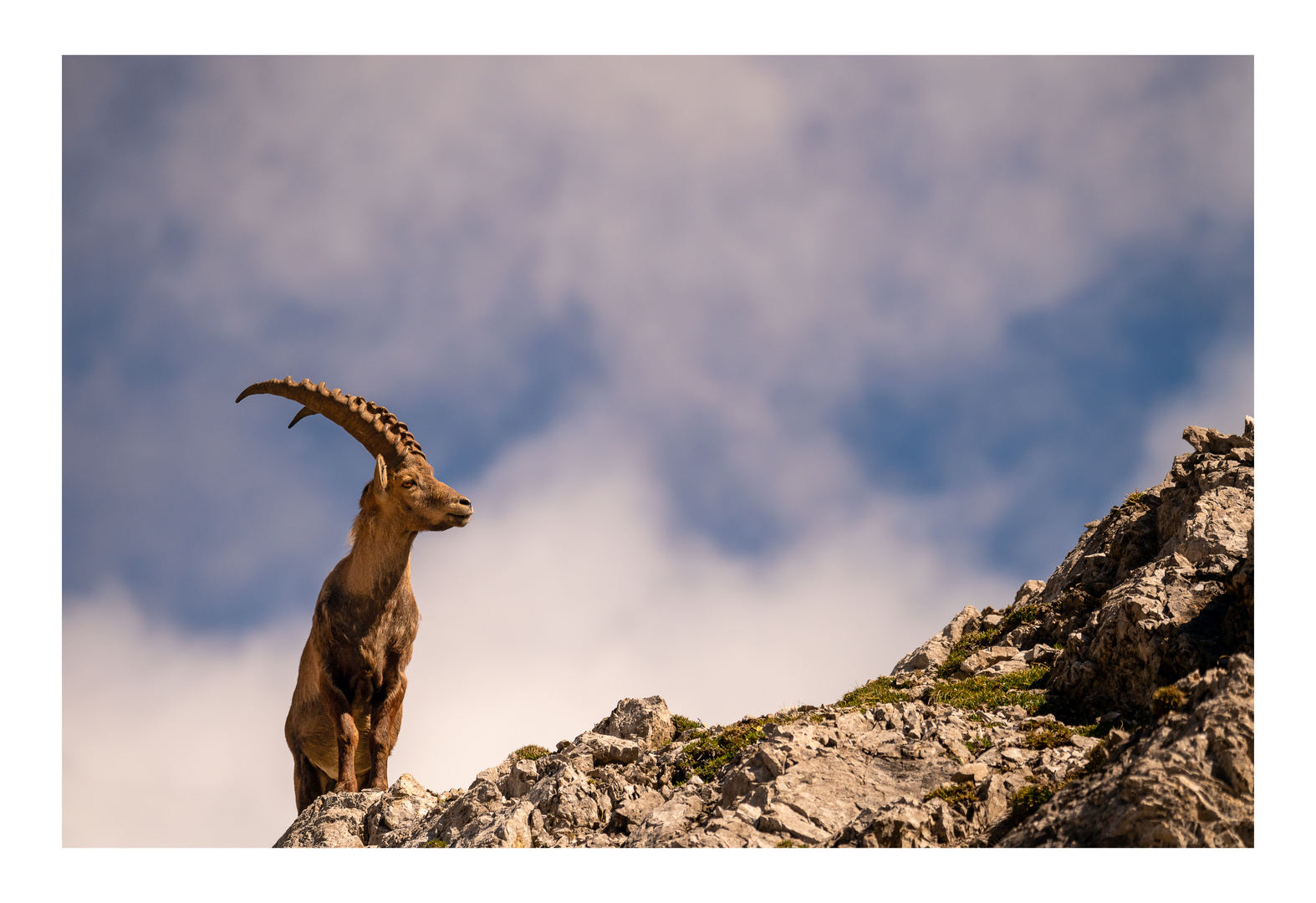 Steinbock König der Alpen 