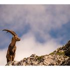 Steinbock König der Alpen 