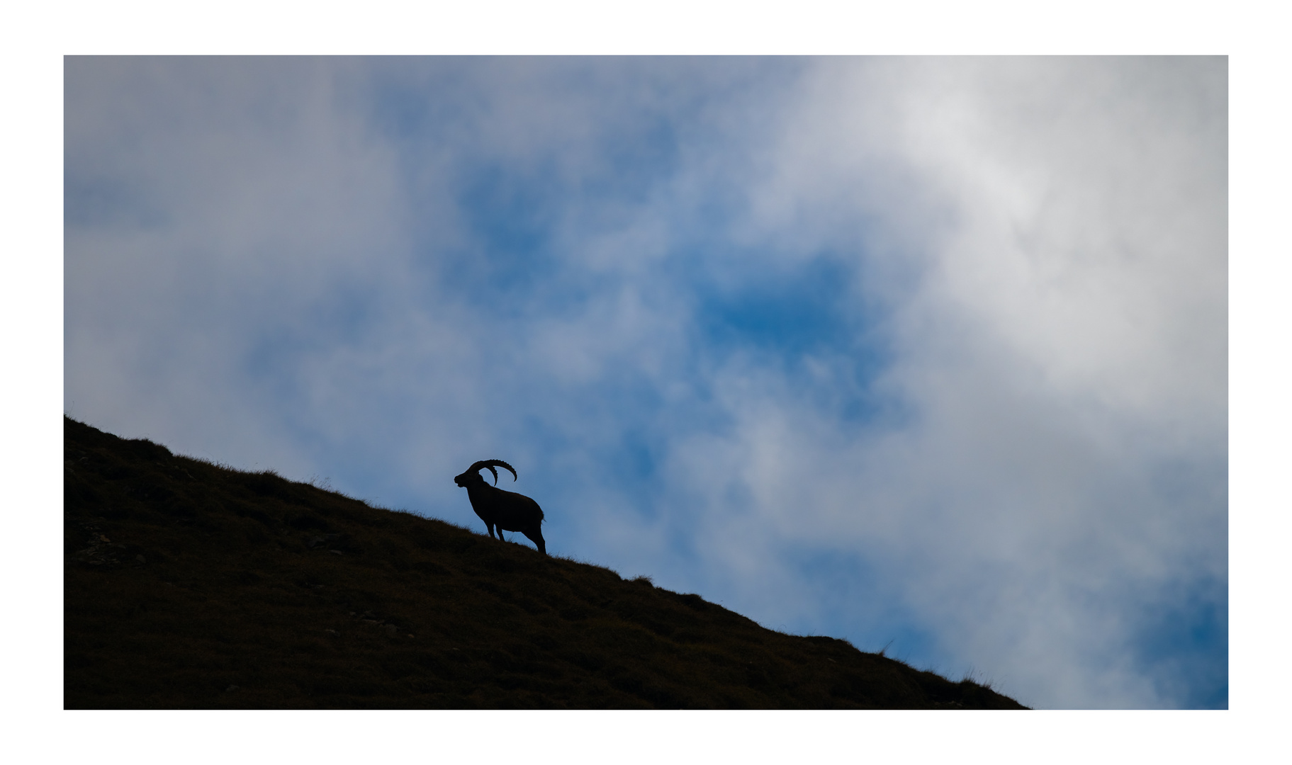 Steinbock König der Alpen2