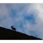 Steinbock König der Alpen2