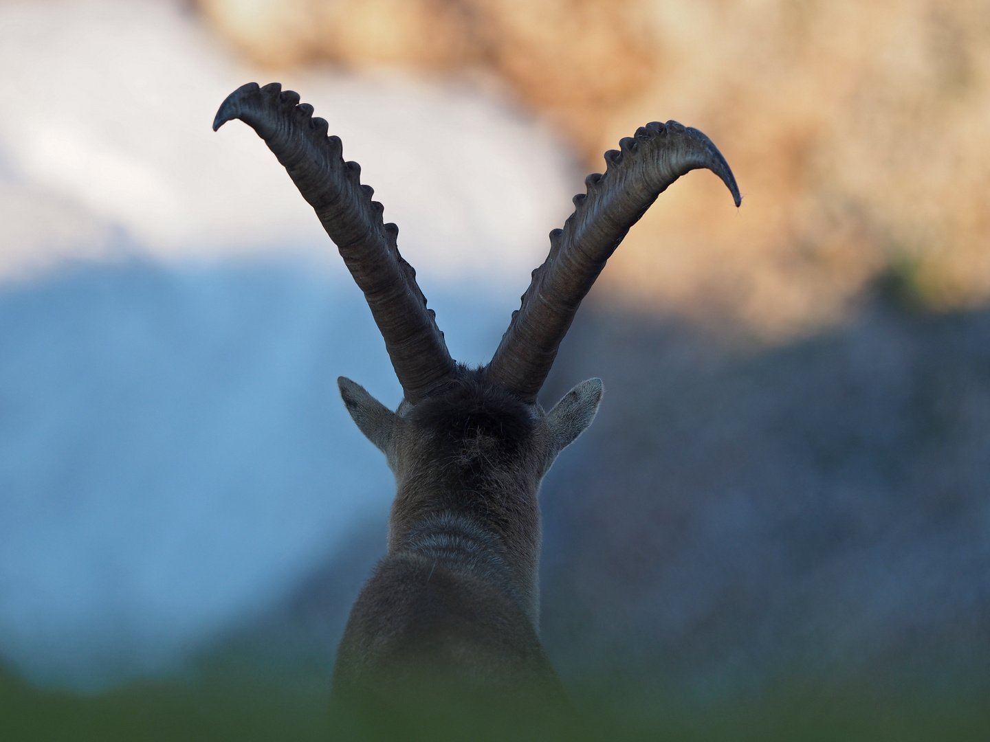 Steinbock - Meditation im ersten Morgenlicht