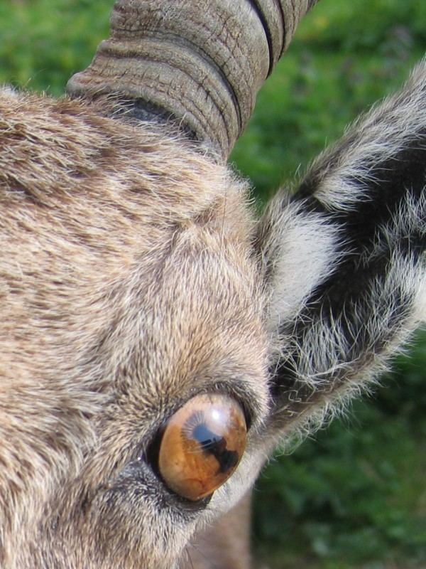 Steinbock mit Adleraugen