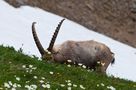 Steinbock mit Berganemonen von fotomia