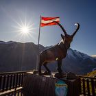 Steinbock mit Flagge