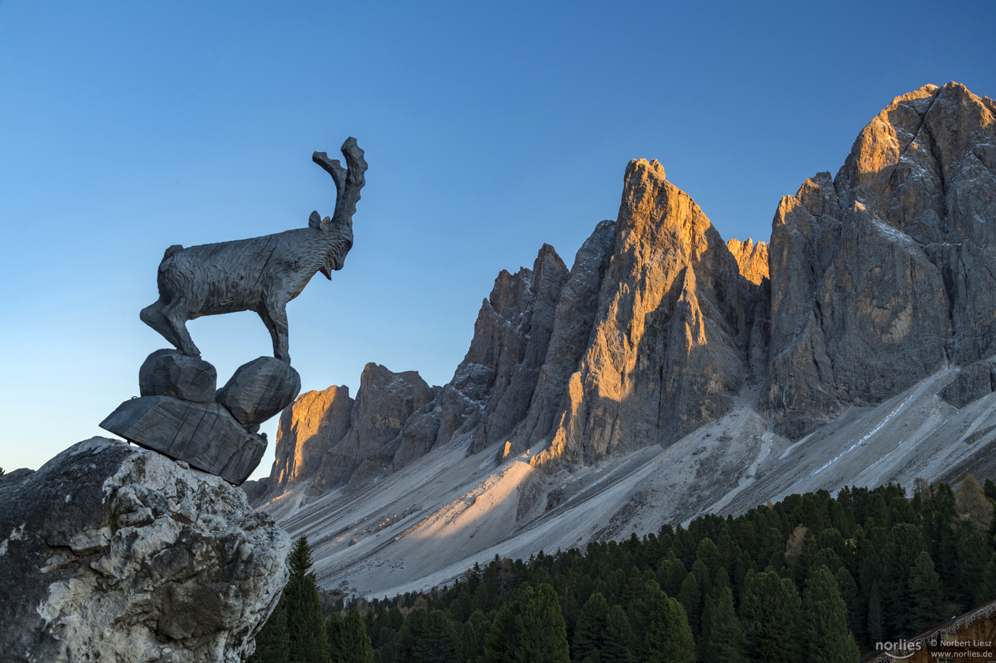 Steinbock mit geisler spitzen