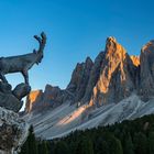 Steinbock mit geisler spitzen