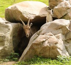 Steinbock mit Kitz