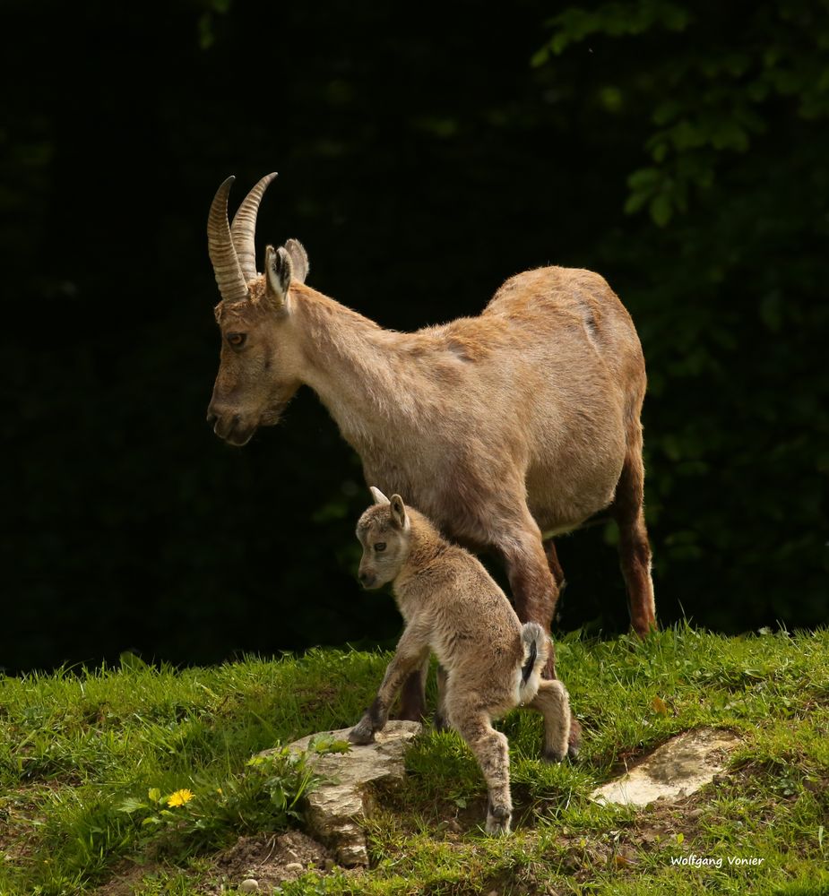 Steinbock mit Kitz