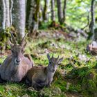 Steinbock mit Kitz