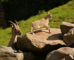 Steinbock mit Kitz