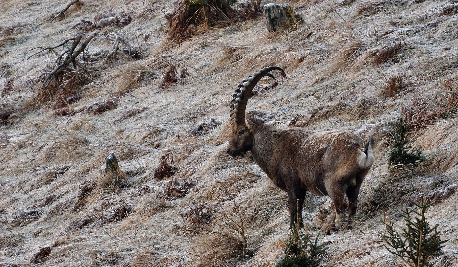 Steinbock mit Rauhreif überzogen