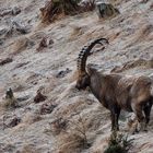 Steinbock mit Rauhreif überzogen