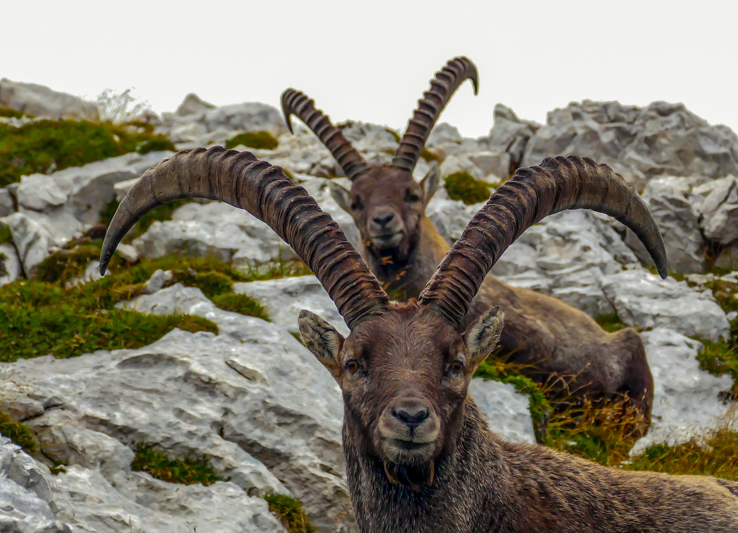 Steinbock mit Rückendeckung