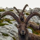 Steinbock mit Rückendeckung