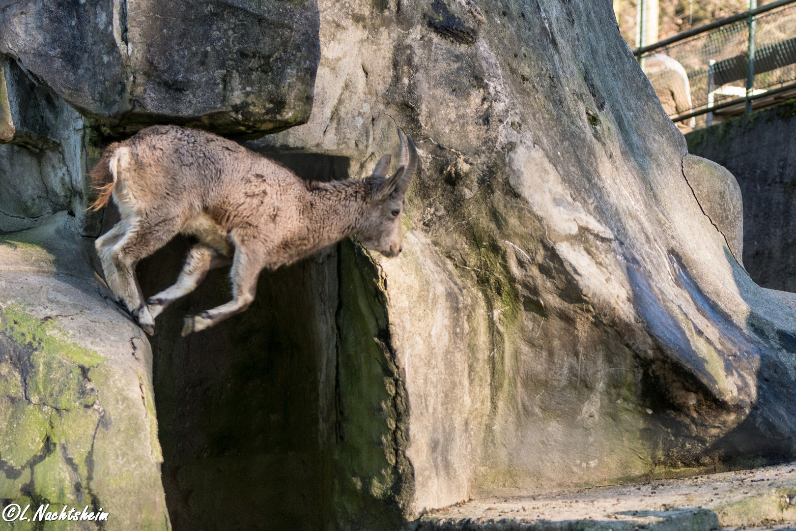 Steinbock mit Schwung 