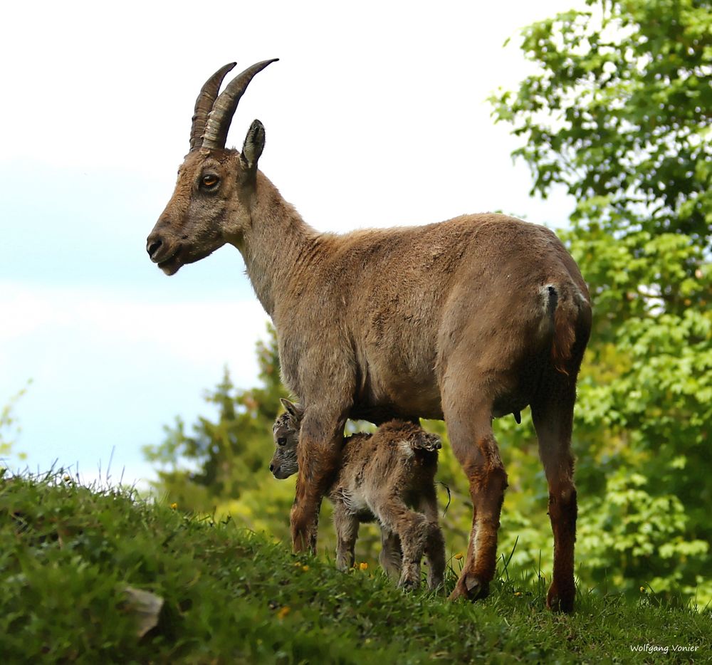 Steinbock Muttertier mit Kitz