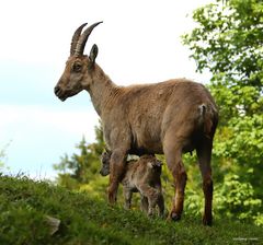 Steinbock Muttertier mit Kitz