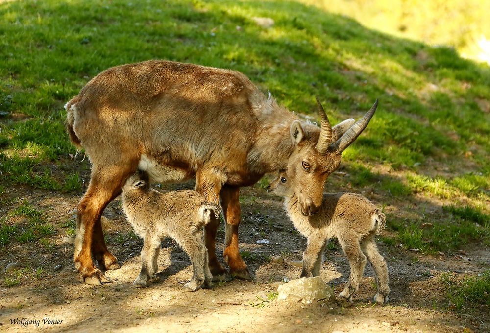 Steinbock Nachwuchs,