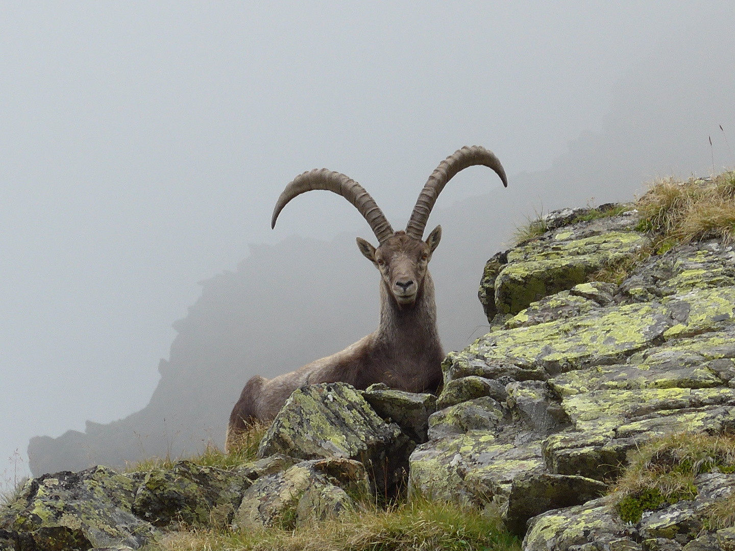 Steinbock oberhalb des Schwarzsees