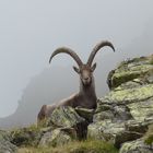 Steinbock oberhalb des Schwarzsees