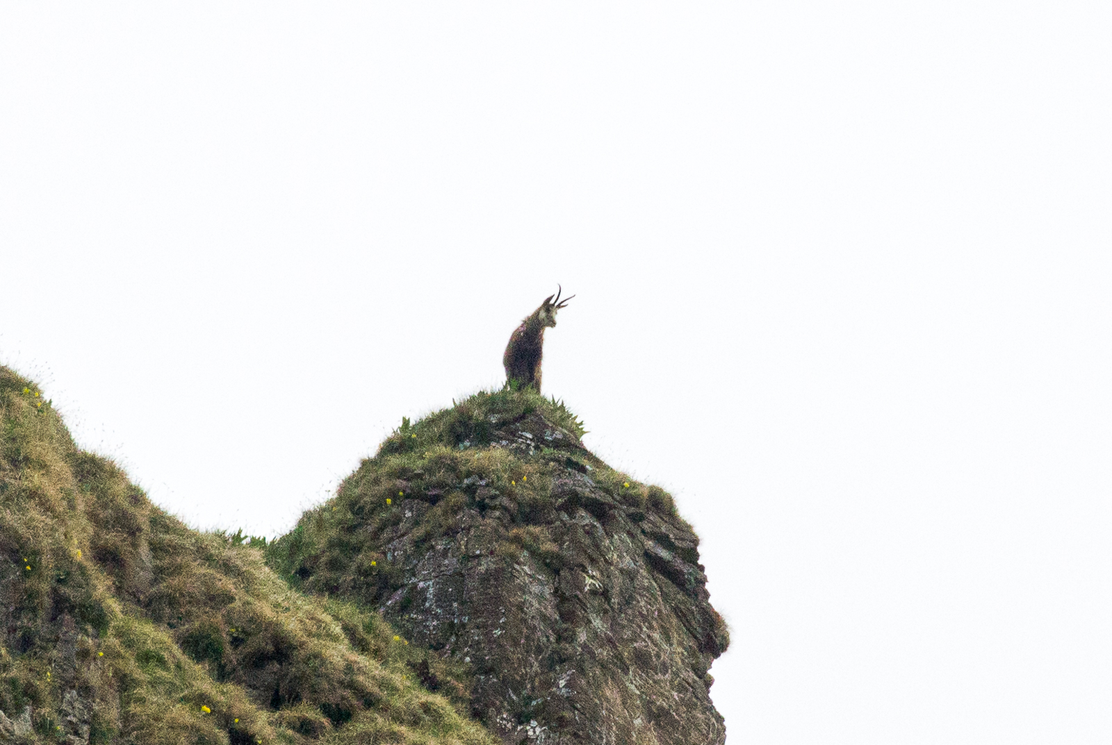 Steinbock oder Gams?