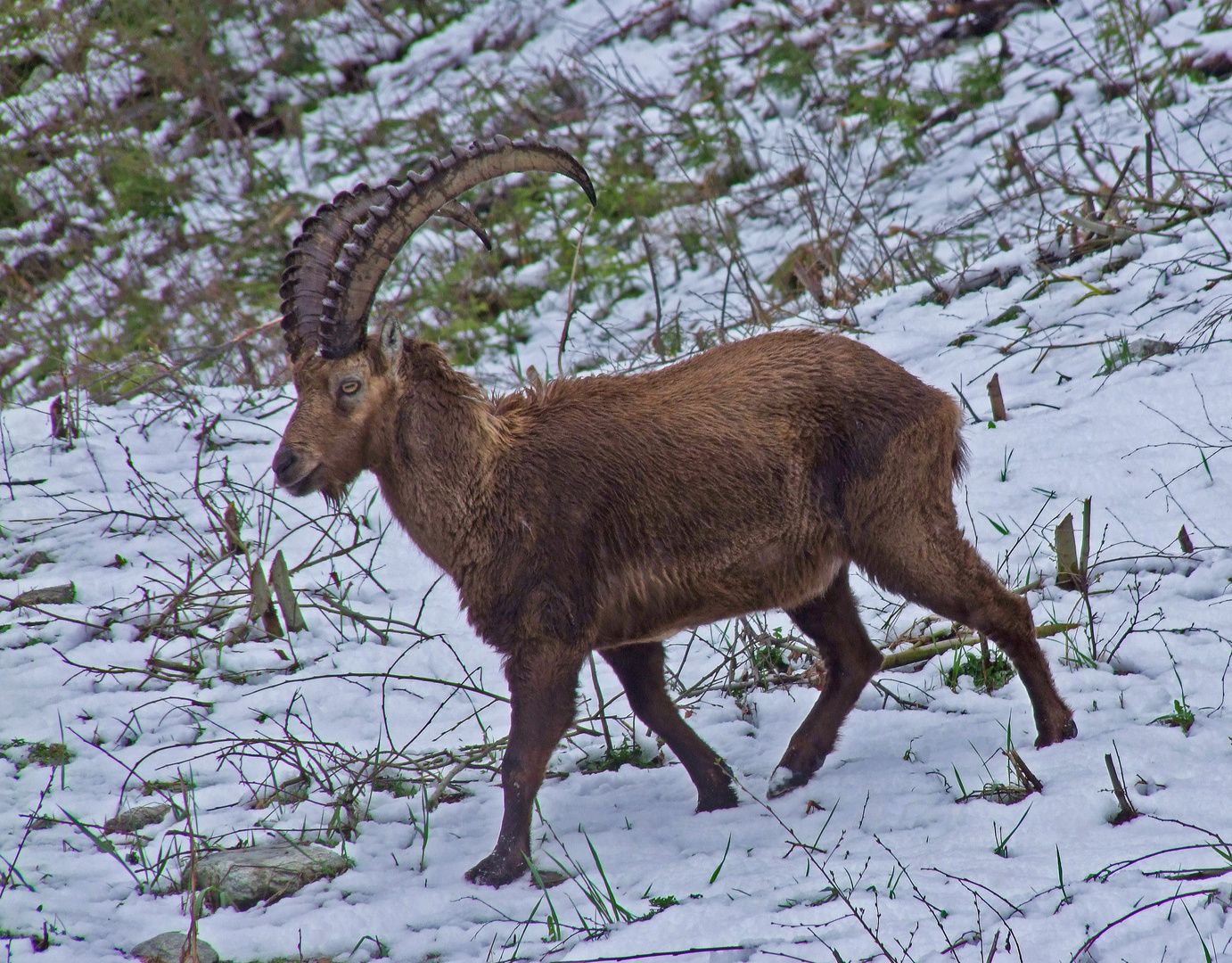 Steinbock on tour...