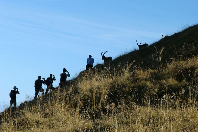 Steinbock-Photographers