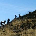 Steinbock-Photographers