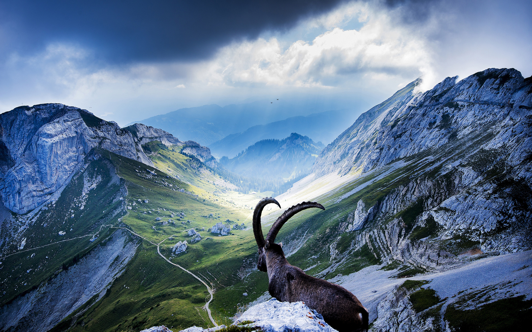 Steinbock - Pilatus, Schweiz