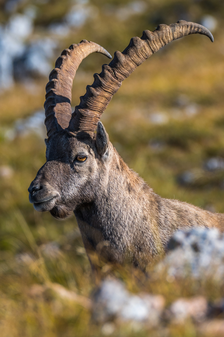 Steinbock-Portrait 