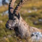 Steinbock-Portrait 