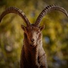 Steinbock Portrait 