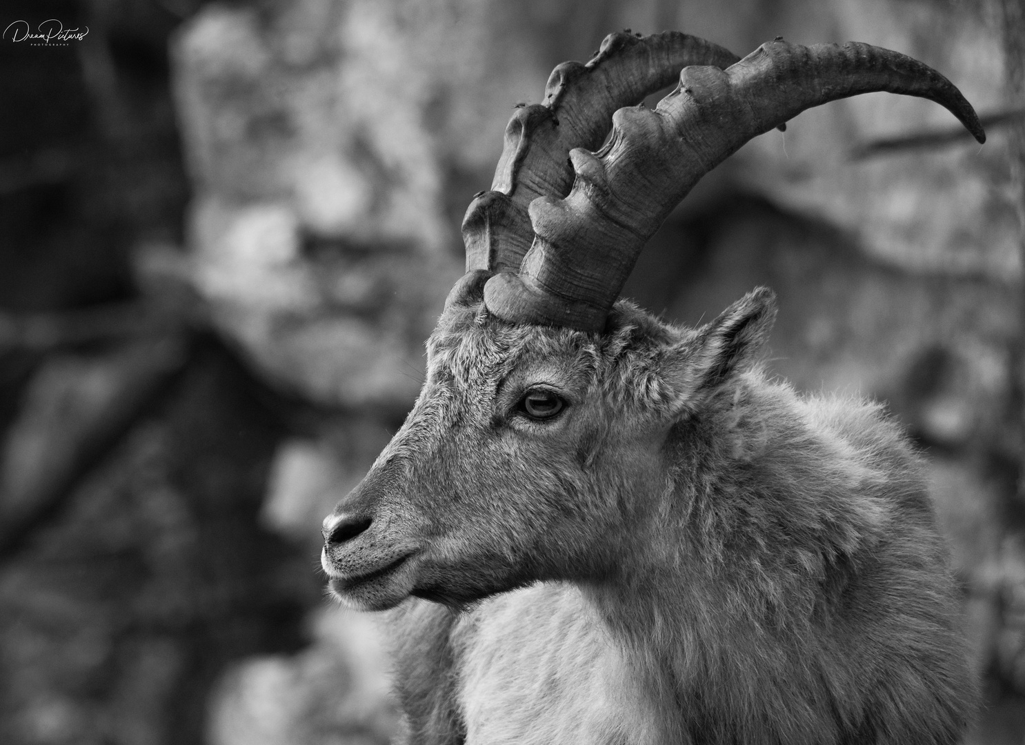 Steinbock Portrait