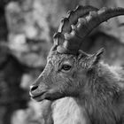 Steinbock Portrait