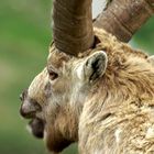 Steinbock-Portrait