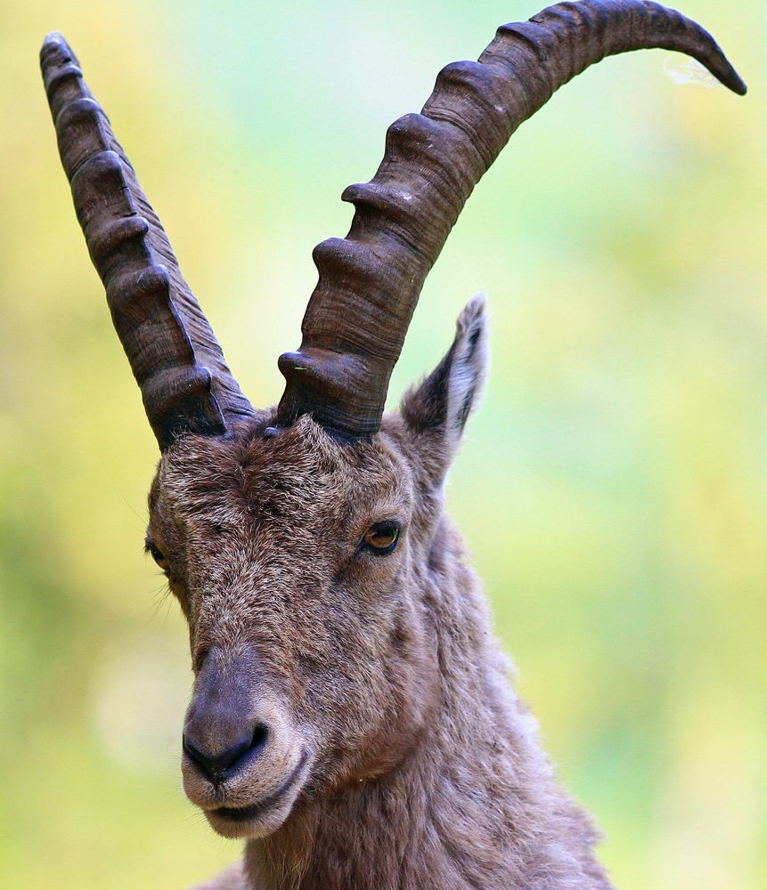 Steinbock Portrait