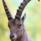 Steinbock Portrait