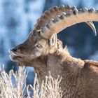 Steinbock Portrait