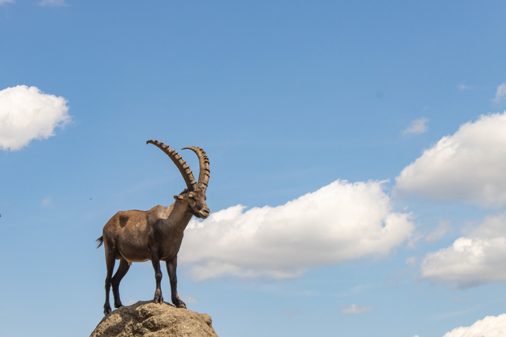 Steinbock posing