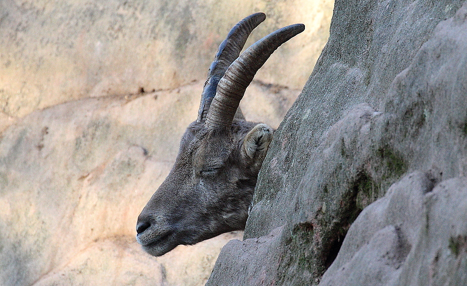 Steinbock Profil