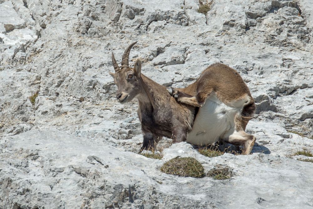 Steinbock Safari am Pilatus hautnah erleben / 1